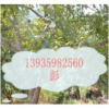 核桃樹