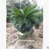 花場直銷綠化苗木高度25至120cm優質蘇鐵量大從優寵物及園藝園林