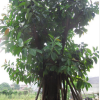 低價大量供應綠化苗木像膠榕農戶自家花場種植直銷寵物及園藝園林