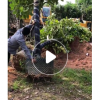低價供應(yīng)綠化苗木富貴榕花木農(nóng)戶自家花場直銷寵物及園藝園林