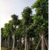 大量低價供應(yīng)綠化苗木仁面子仁妙自家苗場種植銷售寵物及園藝園林