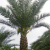 大量低價供應(yīng)綠化苗木中東海棗自家苗場種植銷售寵物及園藝園林