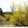 低價供應(yīng)綠化苗木連翹花木農(nóng)戶自家花場直銷寵物及園藝園林