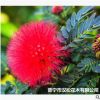 低價大量供應(yīng)自家花場直銷綠化苗木優(yōu)質(zhì)美洲合歡寵物及園藝園林