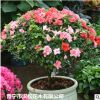低價大量供應(yīng)自家花場直銷綠化苗木優(yōu)質(zhì)茶花寵物及園藝園林