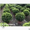 低價供應(yīng)綠化苗木米蘭花花木農(nóng)戶自家花場直銷寵物及園藝園林