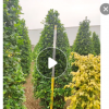 低價供應(yīng)綠化苗木火山榕花木農(nóng)戶自家花場直銷寵物及園藝園林