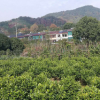 低價供應(yīng)綠化苗木含笑球花木農(nóng)戶自家花場直銷寵物及園藝園林