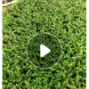 供應小苗滿天星綠化苗木農戶自家花場一手貨源直銷寵物及園藝園林