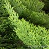 大量銷(xiāo)售綠化用各規(guī)格　龍柏苗量大從優(yōu)成活率高