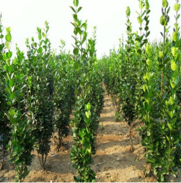 供應(yīng) 北海道黃楊 高度50-100公分 植株健壯 成活率高 易管理