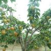 產(chǎn)地貨源批發(fā)早酥紅梨梨樹(shù)苗 豐產(chǎn)穩(wěn)產(chǎn)秋月梨樹(shù)苗 玉露香梨樹(shù)苗