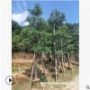 低價供應綠化苗木盆架子花木農戶自家花場直銷寵物及園藝園林