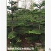 低價供應綠化苗木南洋杉農戶自家花場直銷寵物及園藝園林