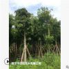 低價大量供應大葉榕綠化苗木花木農戶自家花場直銷型寵物及園藝林