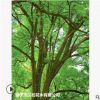 低價大量供應香樟綠化苗木花木農戶自家花場直銷型寵物及園藝園林