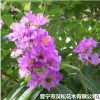 低價供應綠化苗木大葉紫薇花木農戶自家花場直銷寵物及園藝園林