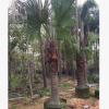 大量低價供應綠化苗木蒲葵自家苗場種植銷售寵物及園藝園林