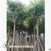 低價供應綠化苗木桃花心木花木農戶自家花場直銷寵物及園藝園林