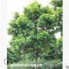 低價供應綠化苗木水翁花木農戶自家花場直銷寵物及園藝園林