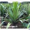 低價供應綠化苗木紅刺露兜花木農戶自家花場直銷寵物及園藝園林