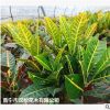 低價供應園林批發各種綠化苗木變葉木寵物園藝盆景瘋狂促銷爆款