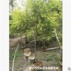 低價大量供應黃金香柳綠化苗木農戶自家花場直銷寵物及園藝園林
