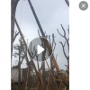 低價供應綠化苗木大葉杜英花木農戶自家花場直銷寵物及園藝園林
