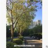 供應菩提榕/綠化樹木/45到55公分/農戶自家花場種植直銷園藝園林