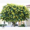 低價供應綠化苗木黃花槐花木農戶自家花場直銷寵物及園藝園林