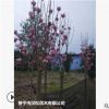 低價供應綠化苗木紫玉蘭花木農戶自家花場直銷寵物及園藝園林