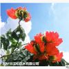 低價大量供應火焰木綠化苗木花木農戶自家花場直銷型寵物及園藝林