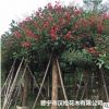低價供應綠化苗木雞冠刺桐花木農戶自家花場直銷寵物及園藝園林