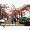 低價供應綠化苗木木棉樹花木農戶自家花場直銷寵物及園藝園林