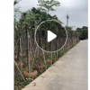 低價供應綠化苗木串錢柳花木農戶自家花場直銷寵物及園藝園林