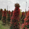 大量低價供應綠化苗木紅車自家苗場種植銷售寵物及園藝園林