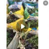 低價(jià)供應(yīng)園林批發(fā)各種綠化苗木軟枝黃嬋寵物園藝盆景瘋狂促銷爆款