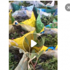 低價(jià)供應(yīng)園林批發(fā)各種綠化苗木亮葉朱蕉寵物園藝盆景瘋狂促銷爆款