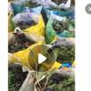 低價(jià)供應(yīng)園林批發(fā)各種綠化苗木假連翹寵物園藝盆景瘋狂促銷爆款