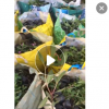 低價(jià)供應(yīng)園林批發(fā)各種綠化苗木毛杜鵑寵物園藝盆景瘋狂促銷爆款