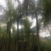 基地直銷(xiāo)大王椰子 精品園林綠化行道樹(shù) 風(fēng)景樹(shù)