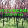 紫葉李