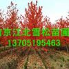 紅楓