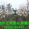 白玉蘭
