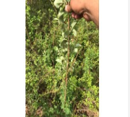 連翹苗