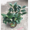 沐春茶花--五色赤丹茶花 一樹多色精品茶花 3年苗16杯帶花苞