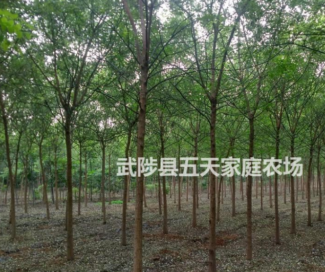 國槐，河北國槐，國槐，國槐價格