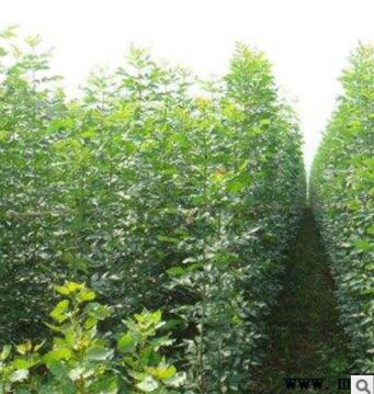 白蠟樹苗3-5年多規(guī)格供應(yīng) 批量出售價格低綠化工程白蠟樹