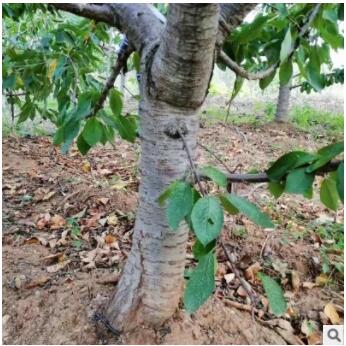 山東櫻桃樹價格 批量現(xiàn)貨 現(xiàn)挖新鮮矮化嫁接美早紅燈櫻桃