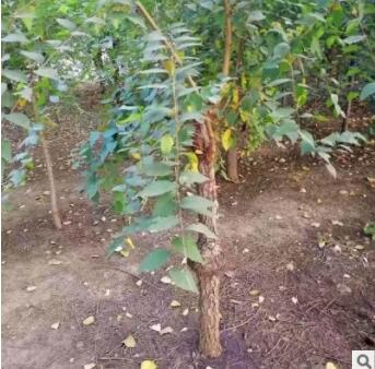 榆葉梅樹苗基地直供 質(zhì)量高易成活價格低綠化觀賞榆葉梅